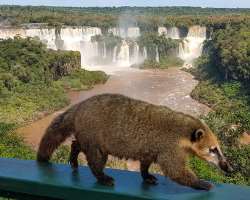 A variety of endangered species of flora and fauna are found in the park which includes the huge otter and the huge anteater.